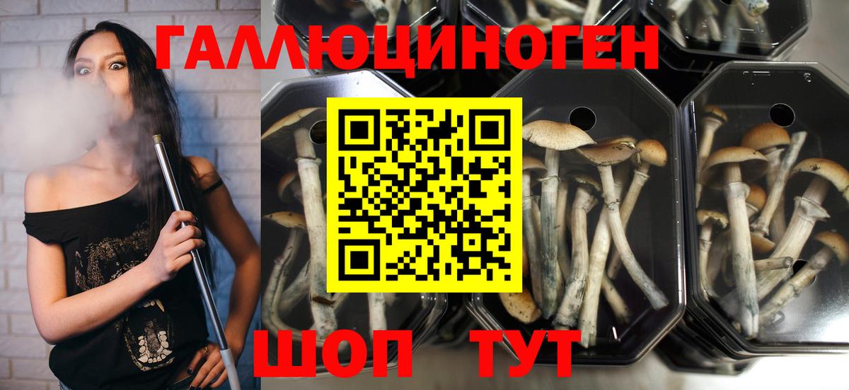 Псилоцибиновые грибы мицелий  Вход с VPN  Корсаков  Галлюциногенные грибы MAGIC MUSHROOMS 